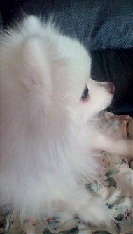 white-pomeranian
